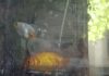 Un tribunal argentino reconoció derechos a dos peces y ordenó su rescate por maltrato