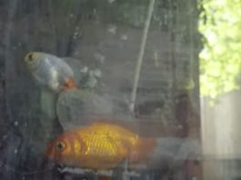 Un tribunal argentino reconoció derechos a dos peces y ordenó su rescate por maltrato