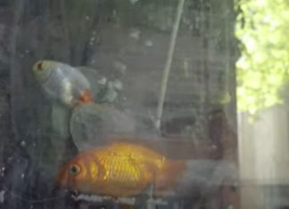 Un tribunal argentino reconoció derechos a dos peces y ordenó su rescate por maltrato
