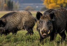 Una provincia impulsará la venta de “carnes salvajes” para fomentar “proteínas alternativas”