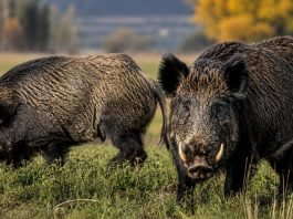 Una provincia impulsará la venta de “carnes salvajes” para fomentar “proteínas alternativas”