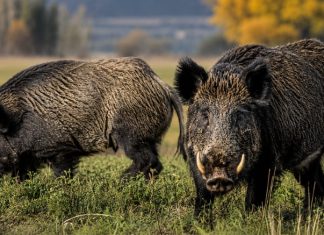 Una provincia impulsará la venta de “carnes salvajes” para fomentar “proteínas alternativas”