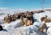 Alerta por nevadas en Mendoza y Neuquén: crece la preocupación por el ganado y ya hay más de tres mil camiones varados