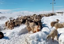 Alerta por nevadas en Mendoza y Neuquén: crece la preocupación por el ganado y ya hay más de tres mil camiones varados