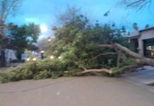 Árboles caídos y techos volados: un fuerte temporal por el viento Zonda provocó destrozos en Mendoza