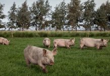 Brote de triquinosis en Córdoba: confirmaron 30 casos y hay 3 personas internadas