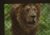 Cómo fue el traslado de los grandes felinos del ex zoo de Luján y cuál será el futuro de los que permanecen allí