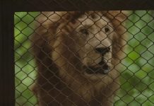 Cómo fue el traslado de los grandes felinos del ex zoo de Luján y cuál será el futuro de los que permanecen allí