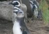 Denunciaron un intento de vender a los pingüinos del ex Aquarium de Mar del Plata y exigieron que sean liberados