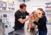 Día del Veterinario: por qué se celebra hoy, 6 de agosto en Argentina, y frases para enviar por Whatsapp