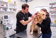 Día del Veterinario: por qué se celebra hoy, 6 de agosto en Argentina, y frases para enviar por Whatsapp