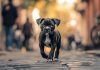Las mascotas ya no son solo animales de compañía: el fenómeno que está cambiando familias, ciudades y hasta la medicina