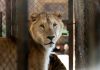 Los tigres de Luján despegaron rumbo a Sudáfrica: escala en Frankfurt, Johannesburgo y 4 horas por tierra hasta su nueva vida
