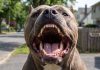 Murió una beba de cuatro meses tras ser atacada por un pitbull en Malvinas Argentinas