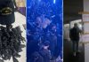 Operativo antidrogas en boliches de Mar del Plata: secuestraron 45 envoltorios de cocaína y encontraron a 97 menores