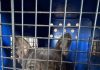 Rescataron más de 140 perros en criaderos de Córdoba y hay dos imputados
