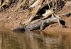 Sorpresa en Córdoba: encontraron a un yacaré nadando en una laguna cerca de una zona urbana y no lo pueden sacar