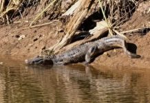 Sorpresa en Córdoba: encontraron a un yacaré nadando en una laguna cerca de una zona urbana y no lo pueden sacar