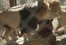 Treinta grandes felinos del ex zoo de Luján viajan a santuarios tras años de encierro: así será el operativo internacional