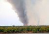 Alertan por el impacto ambiental de los incendios en las islas del Delta que arrasaron con más de 1.700 hectáreas