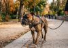 Ataques de perros: proponen chip, seguro y penas más duras para los dueños