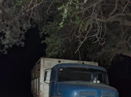 Chaco: intentó evitar que se le escape el ganado del camión, pero su hijo perdió el control, lo atropelló y murió
