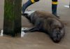 Encontraron un lobo marino con un disparo bajo el muelle de Santa Teresita y murió tras agonizar durante días