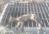 Hallaron sin vida al puma que deambulaba por distintos sectores de Luján de Cuyo tras dos semanas de búsqueda