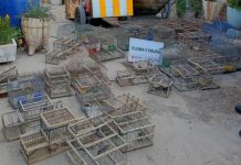 Rescataron 45 aves silvestres en San Juan y secuestraron 4 toneladas de leña nativa