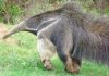 Salta: dos hombres que entraron ilegalmente a una reserva deberán pagar el arreglo de un alambrado tras atacar a un oso hormiguero