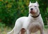 Un niño de 5 años fue atacado por un dogo en La Pampa