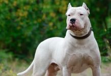 Un niño de 5 años fue atacado por un dogo en La Pampa