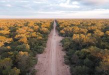 Alerta ambiental en el Chaco: desmontaron 1800 hectáreas de bosques nativos