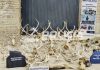 Allanaron una estancia en Neuquén y secuestraron 17 armas, miles de municiones y trofeos de fauna sin documentación