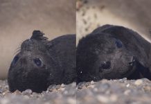 Aprobaron una ordenanza que impone multas a quienes molesten a los animales en las playas de Mar del Plata