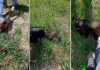 Brutal caso de maltrato animal en Entre Ríos: tres adolescentes mataron a un gato, se filmaron y lo subieron a las redes