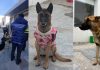 Chubut: cuatro perros fueron hallados desnutridos en una casa y ahora investigarán a un hombre por crueldad animal