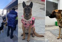 Chubut: cuatro perros fueron hallados desnutridos en una casa y ahora investigarán a un hombre por crueldad animal