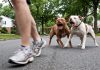 Dos pitbull atacaron a una mujer en La Plata y terminó internada con lesiones graves