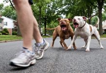 Dos pitbull atacaron a una mujer en La Plata y terminó internada con lesiones graves