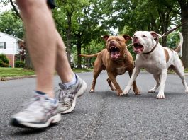 Dos pitbull atacaron a una mujer en La Plata y terminó internada con lesiones graves