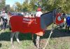 Mataron un burro premiado en un pueblo de La Rioja: hay dos detenidos y bronca en los vecinos