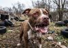 Tragedia en Moreno: un pitbull mató a un nene de 4 años y detuvieron a su madrina, que había quedado a cargo del niño