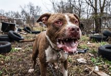 Tragedia en Moreno: un pitbull mató a un nene de 4 años y detuvieron a su madrina, que había quedado a cargo del niño