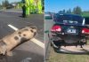 Un cerdo provocó un choque en cadena de cuatro autos en la autopista Buenos Aires-La Plata