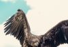 Un grupo defensor de los animales apunta contra un club de la Premier League por usar un águila como mascota: “Está siendo utilizada como un accesorio”