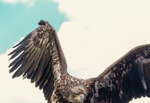 Un grupo defensor de los animales apunta contra un club de la Premier League por usar un águila como mascota: “Está siendo utilizada como un accesorio”