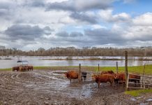 Un hombre de 70 años murió ahogado en Santa Fe: arriaba animales por la creciente de los ríos por El Niño
